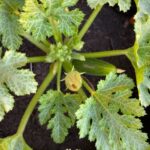 Squash seedlings at SJRC