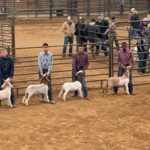 Pathfinders students in goat livestock show