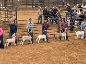 Pathfinders students in goat livestock show